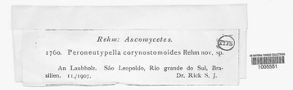 Eutypella corynostomoides image